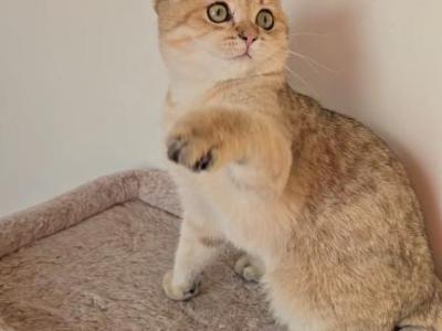 Leo - Scottish Straight - Gallery Photo #1