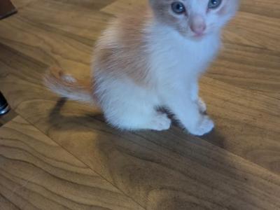 Callie's Kitten 2 - Domestic - Gallery Photo #1