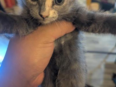 Callie's Kitten 3 - Domestic - Gallery Photo #1