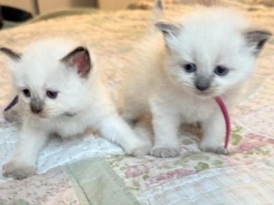 Sugar & Spice - Ragdoll - Gallery Photo #1