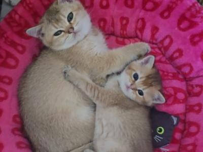 Kittens - Scottish Straight - Gallery Photo #1