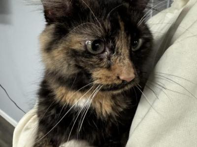 Rosie - Domestic - Gallery Photo #1