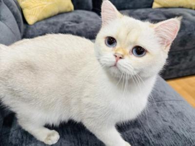 Lana - British Shorthair - Gallery Photo #1