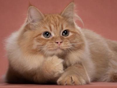 Red Female - Siberian - Gallery Photo #1