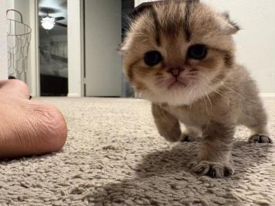Lilian - Scottish Fold - Gallery Photo #1