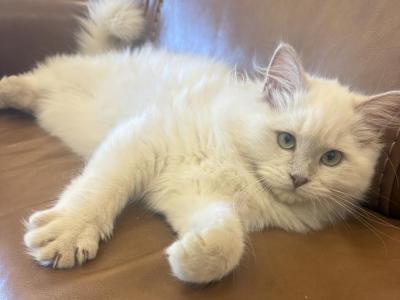 Burgundy Collar - Ragdoll - Gallery Photo #1