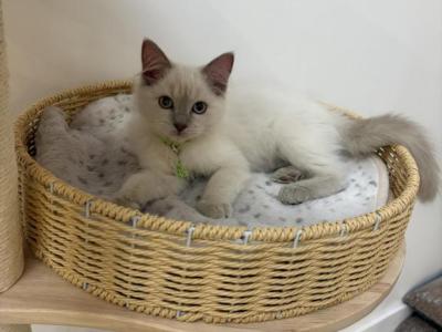 Green Collar - Ragdoll - Gallery Photo #1