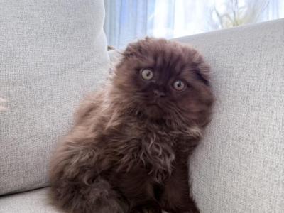 Brown Milk Chocolate - Scottish Fold - Gallery Photo #1
