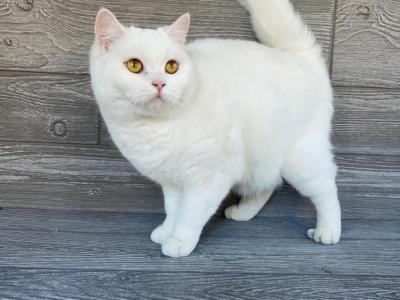 Elias Cattery Crystal Princess - Scottish Straight - Gallery Photo #1