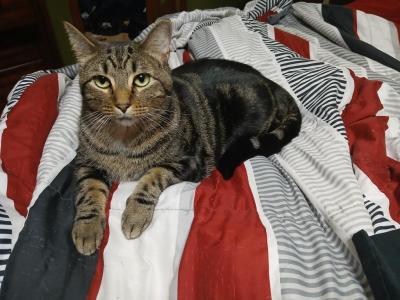 Mocha - Domestic - Gallery Photo #1