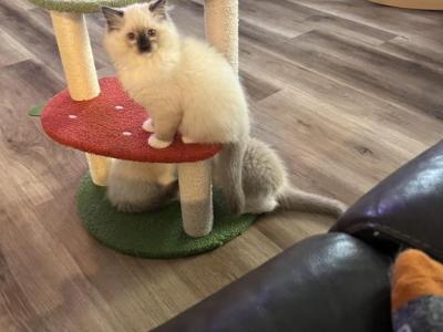 Stephan - Ragdoll - Gallery Photo #1