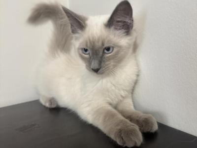 Leo - Ragdoll - Gallery Photo #1