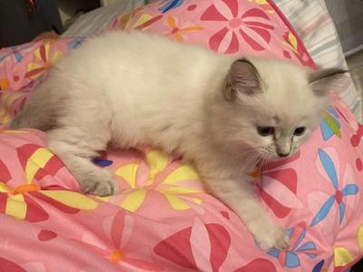 Purebred Female Siamese Medium Long Fur Kitten - Siamese - Gallery Photo #1
