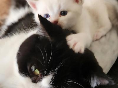 Rosary - British Shorthair - Gallery Photo #1