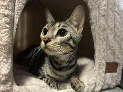 Sterling's Silver Kittens - Bengal - Gallery Photo #1
