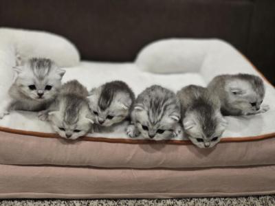 Bella's Babies - Scottish Fold - Gallery Photo #1