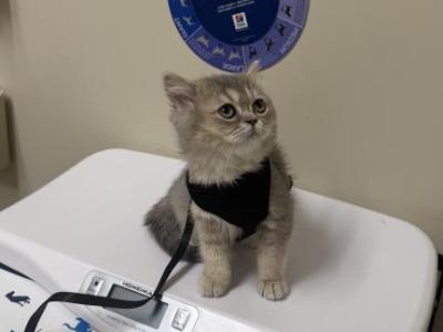 Miguel - British Shorthair - Gallery Photo #1