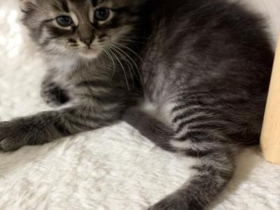 Siamese Mix - Siamese - Gallery Photo #1