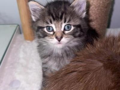 Domestic Mix Siamese Breed - American Longhair - Gallery Photo #1