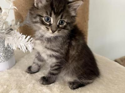 Fluffy Siamese  Domestic Mix   Breed Kitten Male - Domestic - Gallery Photo #1