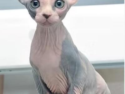 Prada Sphynx - Sphynx - Gallery Photo #1