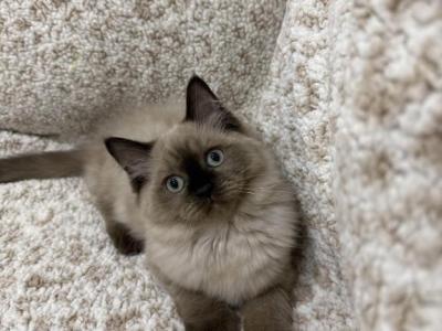 Candy - Ragdoll - Gallery Photo #1