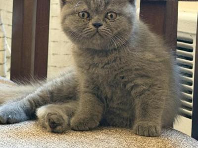 Hermes - British Shorthair - Gallery Photo #1