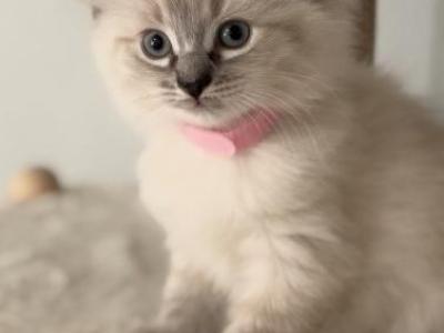 Siamese - Siamese - Gallery Photo #1