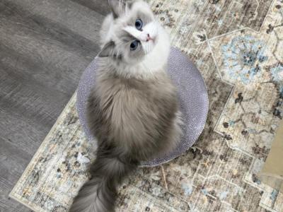 Miriam - Ragdoll - Gallery Photo #1