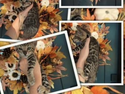 Loki Litter - Bengal - Gallery Photo #1