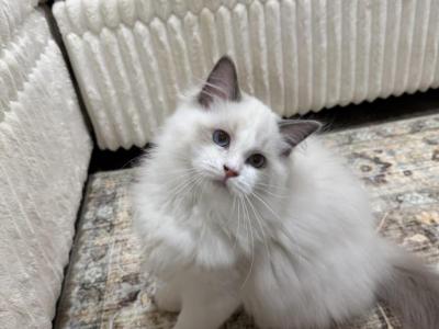Goldie - Ragdoll - Gallery Photo #1