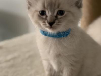 Siamese Breed - Siamese - Gallery Photo #1