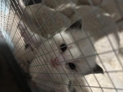 Mason - Ragdoll - Gallery Photo #1