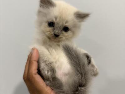 Ragdoll Kitten Blossom - Ragdoll - Gallery Photo #1