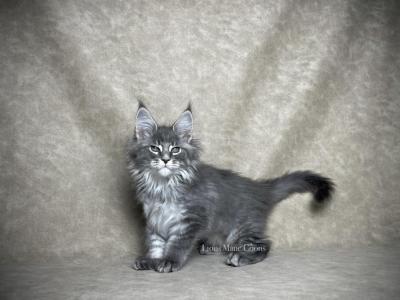 Juliet - Maine Coon - Gallery Photo #1