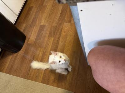 Eva - Domestic - Gallery Photo #1