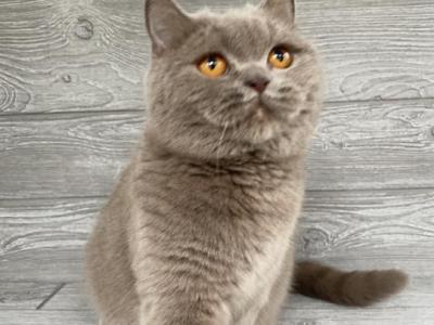 CH Eliascattery Lucia - Scottish Straight - Gallery Photo #1