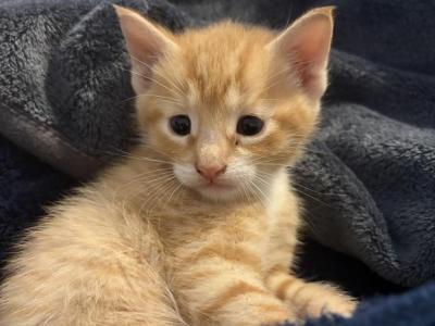Kittens - Domestic - Gallery Photo #1