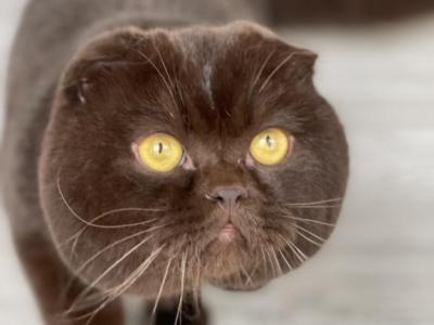 QGC Eliascattery Mishka - Scottish Fold - Gallery Photo #1