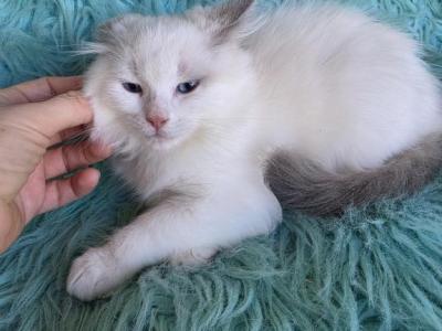 Daisy Full Breed Ragdoll - Ragdoll - Gallery Photo #1