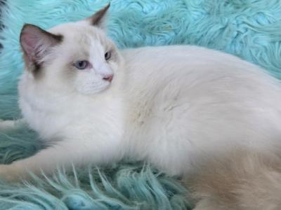 Stella Full Breed Ragdoll Registration Available - Ragdoll - Gallery Photo #1