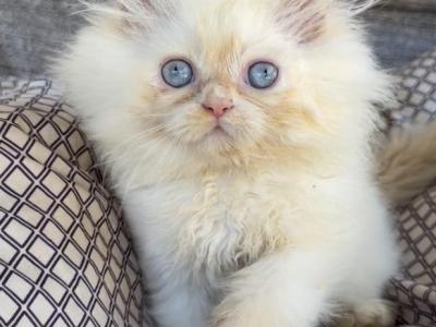 Aslan - Ragdoll - Gallery Photo #1
