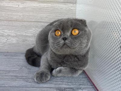 Laska - Scottish Fold - Gallery Photo #1