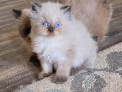 Bella's Litter - Himalayan - Gallery Photo #1