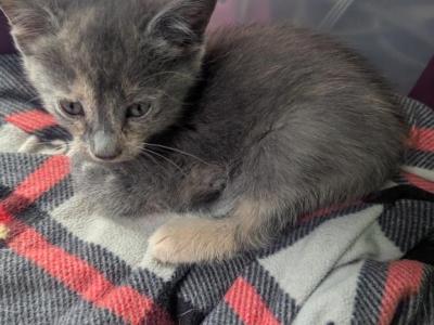 Callie's Kitten 4 - Domestic - Gallery Photo #1