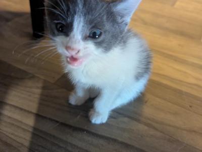 Callie's Kitten 5 - Domestic - Gallery Photo #1