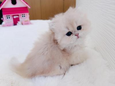 Butter - British Shorthair - Gallery Photo #1