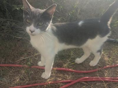 Callie's Cat 1 - Domestic - Gallery Photo #1