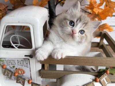 Cider - Ragdoll - Gallery Photo #1