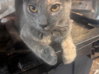 Callie's Cat 2 - Domestic - Gallery Photo #1